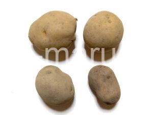 potatoes_2023_1