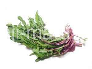 italian-red-chicory-italico_1_1