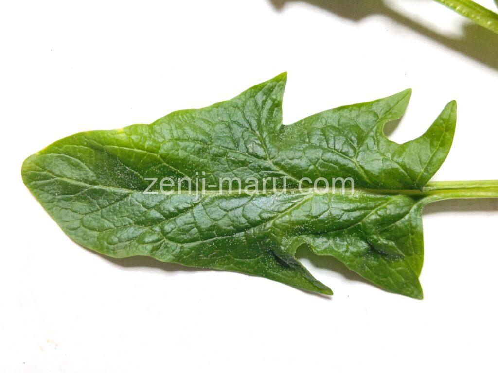 oriental_spinach_6_1