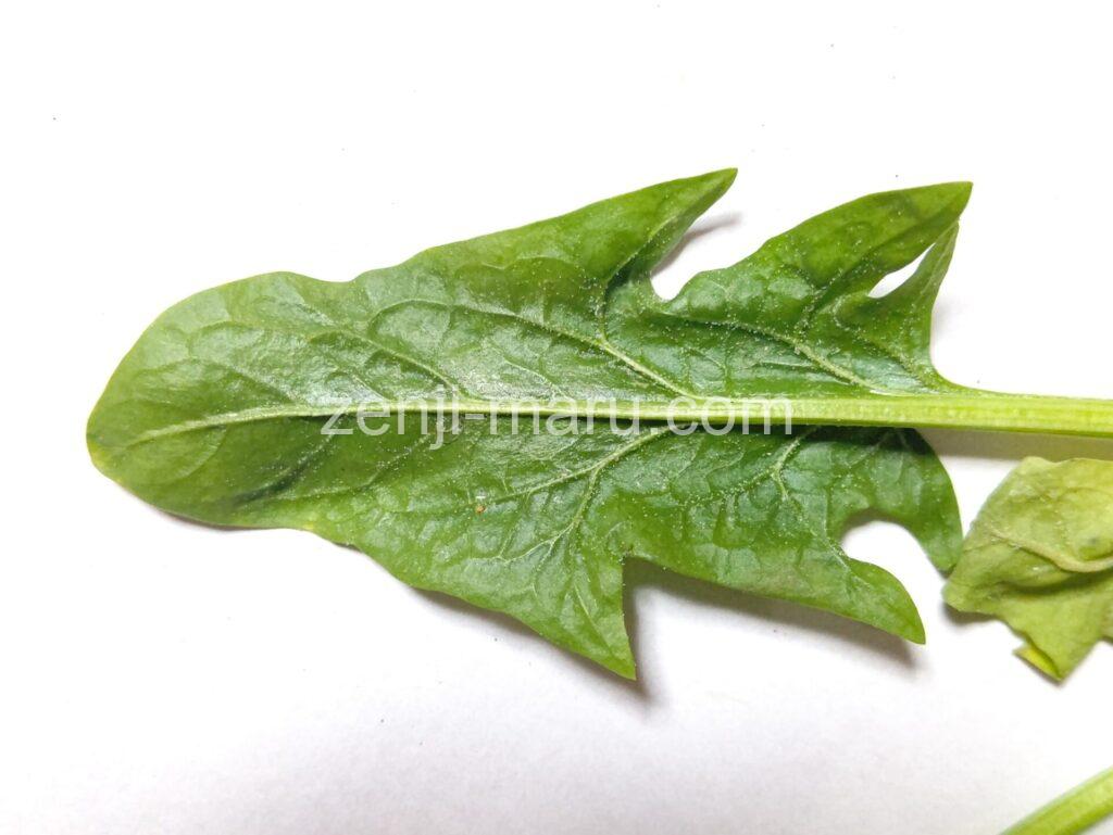 oriental_spinach_6_2